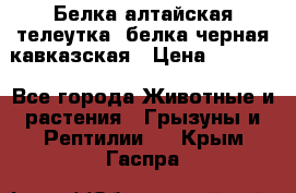 Белка алтайская телеутка, белка черная кавказская › Цена ­ 5 000 - Все города Животные и растения » Грызуны и Рептилии   . Крым,Гаспра